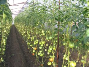 Выращивание помидоров в теплице и в открытом грунте