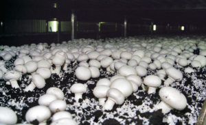 Выращивание шампиньонов в домашних условиях. Как вырастить грибы шампиньоны в мешках дома – Flowertimes.ru