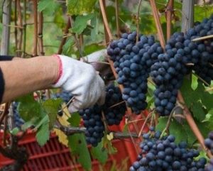 Календарь виноградаря: уход за виноградом по сезонам