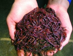 Красный калифорнийский червь. Выращивание и разведение
