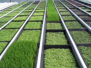 Выращивание зелени как бизнес — тепличное производство