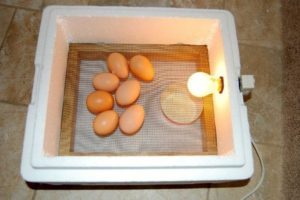 Как самому сделать инкубатор для яиц