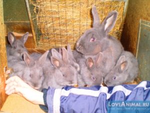 Кролик-акселерат или кролиководство по Михайлову
