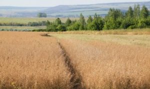 Культура возделывания рыжика