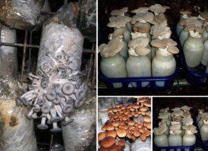 Выращивание грибов в домашних условиях: что нужно знать