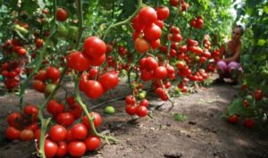 Выращивание томатов в теплицах и открытом грунте