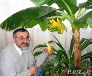 Как вырастить банан дома. Карликовый банан