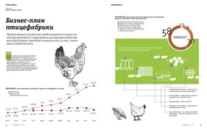 Бизнес-план птицеводство