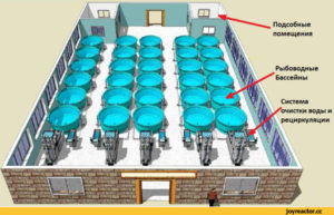 Разведение осетровых мини ферма — бизнес план