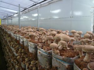 Выращивание шиитаке: технология и уход за грибами. Как вырастить грибы шиитаке. Как вырастить грибы шиитаке в домашних условиях