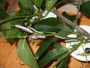 Выращивание тропических бабочек в домашних условиях