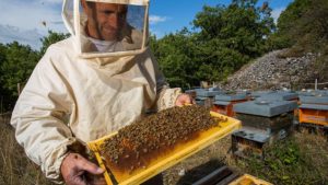Бизнес на пчелах